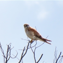 Falco cenchroides at Calwell, ACT - 5 Oct 2024