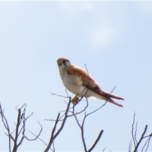 Falco cenchroides at Calwell, ACT - 5 Oct 2024