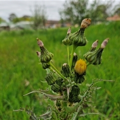 Sonchus asper (Prickly Sowthistle) at Goulburn, NSW - 8 Oct 2024 by trevorpreston