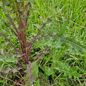 Sonchus asper at Goulburn, NSW - 8 Oct 2024 03:35 PM