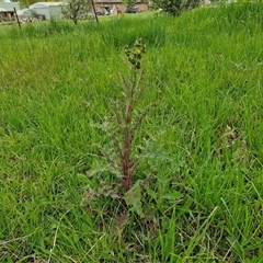 Sonchus asper at Goulburn, NSW - 8 Oct 2024 03:35 PM