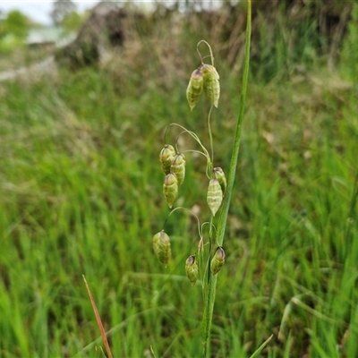 Briza maxima (Quaking Grass, Blowfly Grass) at Goulburn, NSW - 8 Oct 2024 by trevorpreston