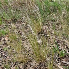 Austrostipa scabra (Corkscrew Grass, Slender Speargrass) at Goulburn, NSW - 8 Oct 2024 by trevorpreston