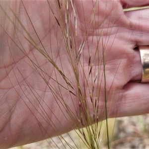 Austrostipa scabra at Goulburn, NSW - 8 Oct 2024