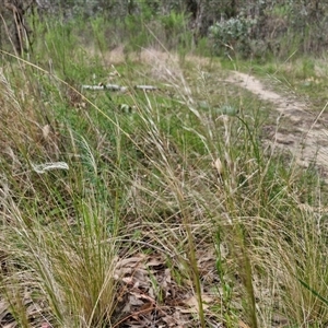 Austrostipa scabra at Goulburn, NSW - 8 Oct 2024