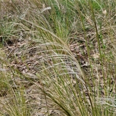 Austrostipa scabra at Goulburn, NSW - 8 Oct 2024 03:33 PM