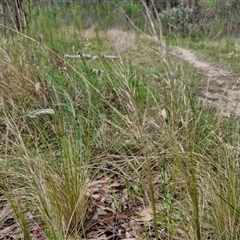 Austrostipa scabra at Goulburn, NSW - 8 Oct 2024 03:33 PM