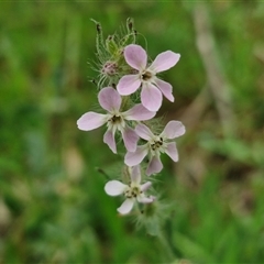 Silene gallica var. gallica (French Catchfly) at Goulburn, NSW - 8 Oct 2024 by trevorpreston