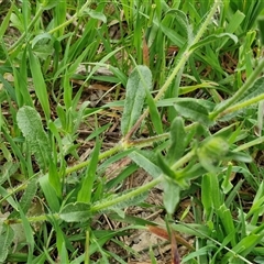 Silene gallica var. gallica at Goulburn, NSW - 8 Oct 2024