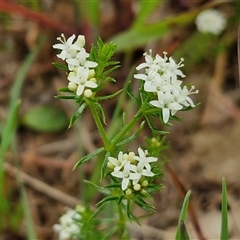 Asperula conferta (Common Woodruff) at Goulburn, NSW - 8 Oct 2024 by trevorpreston