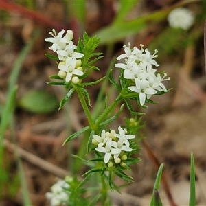 Asperula conferta at Goulburn, NSW - 8 Oct 2024