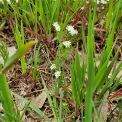 Asperula conferta at Goulburn, NSW - 8 Oct 2024