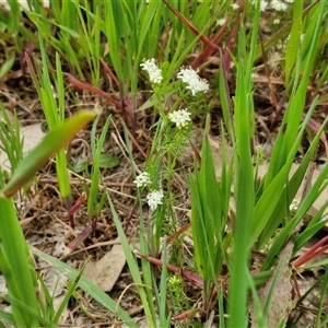 Asperula conferta at Goulburn, NSW - 8 Oct 2024