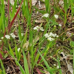 Asperula conferta at Goulburn, NSW - 8 Oct 2024 03:27 PM
