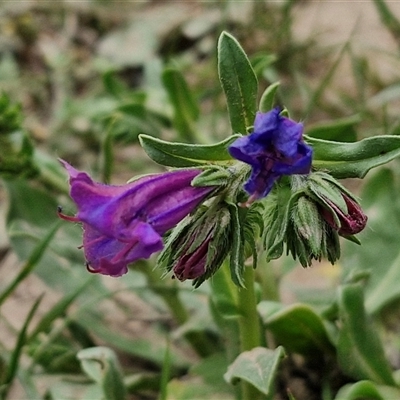 Echium plantagineum (Paterson's Curse) at Goulburn Woodlands Reserve - 8 Oct 2024 by trevorpreston