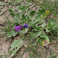 Echium plantagineum at Goulburn, NSW - 8 Oct 2024 03:23 PM