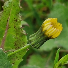 Sonchus oleraceus (Annual Sowthistle) at Goulburn, NSW - 8 Oct 2024 by trevorpreston