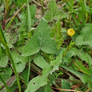 Sonchus oleraceus at Goulburn, NSW - 8 Oct 2024 03:23 PM