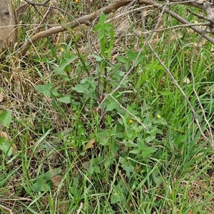 Sonchus oleraceus at Goulburn, NSW - 8 Oct 2024 03:23 PM