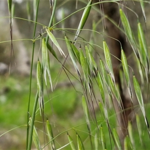 Avena sp. at Goulburn, NSW - 8 Oct 2024