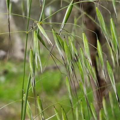 Avena (genus) (Wild Oats) at Goulburn, NSW - 8 Oct 2024 by trevorpreston