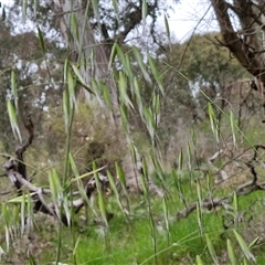 Avena sp. at Goulburn, NSW - 8 Oct 2024