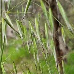 Avena sp. at Goulburn, NSW - 8 Oct 2024