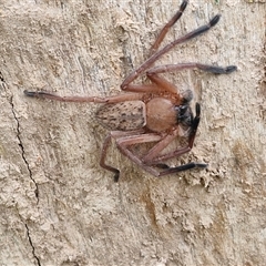 Delena cancerides (Social huntsman spider) at Goulburn Woodlands Reserve - 8 Oct 2024 by trevorpreston