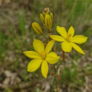 Bulbine bulbosa at Goulburn, NSW - 8 Oct 2024