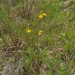 Bulbine bulbosa at Goulburn, NSW - 8 Oct 2024