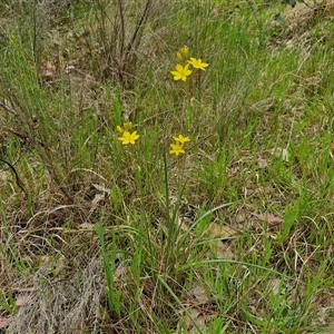 Bulbine bulbosa at Goulburn, NSW - 8 Oct 2024 03:20 PM