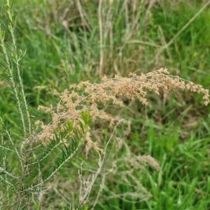 Cassinia sifton at Goulburn, NSW - 8 Oct 2024