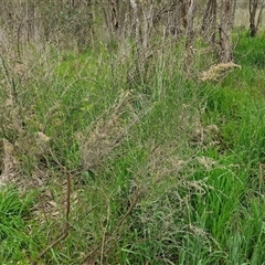 Cassinia sifton at Goulburn, NSW - 8 Oct 2024 03:20 PM