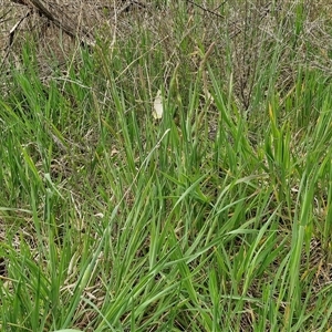 Holcus lanatus at Goulburn, NSW - 8 Oct 2024