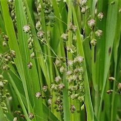 Briza minor (Shivery Grass) at Goulburn, NSW - 8 Oct 2024 by trevorpreston