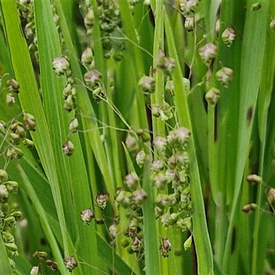 Briza minor (Shivery Grass) at Goulburn, NSW - 8 Oct 2024 by trevorpreston