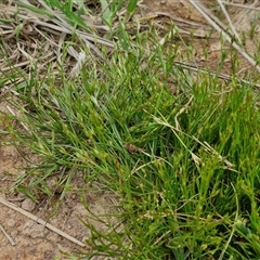 Juncus bufonius (Toad Rush) at Goulburn Woodlands Reserve - 8 Oct 2024 by trevorpreston