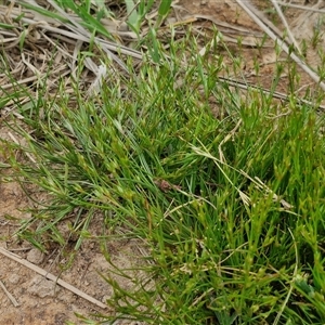 Juncus bufonius at Goulburn, NSW - 8 Oct 2024