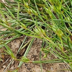 Juncus bufonius at Goulburn, NSW - 8 Oct 2024