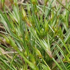 Juncus bufonius at Goulburn, NSW - 8 Oct 2024