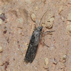 Nephopterix melanostyla at Harrison, ACT - 7 Oct 2024