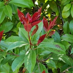 Photinia robusta (Red Leaf Photinia) at Isaacs, ACT - 8 Oct 2024 by Mike