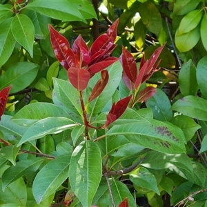 Photinia robusta at Isaacs, ACT - 9 Oct 2024