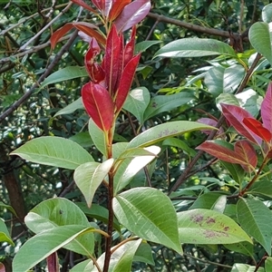 Photinia robusta at Isaacs, ACT - 9 Oct 2024