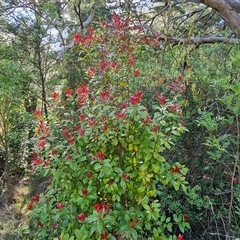 Photinia robusta at Isaacs, ACT - 9 Oct 2024