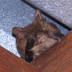 Nyctophilus sp. (genus) (A long-eared bat) at Paddys River, ACT - 28 Sep 2024 by JohnBundock