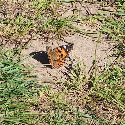 Vanessa kershawi (Australian Painted Lady) at Wodonga, VIC - 8 Oct 2024 by KylieWaldon