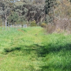 Vanessa kershawi at Wodonga, VIC - 8 Oct 2024 02:54 PM