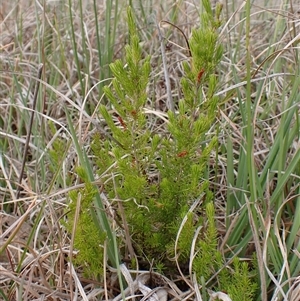 Erica lusitanica at Cook, ACT - 8 Oct 2024 04:02 PM