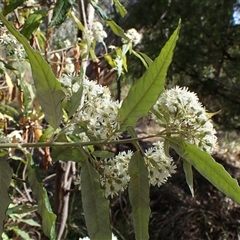 Olearia lirata at Cook, ACT - 7 Oct 2024